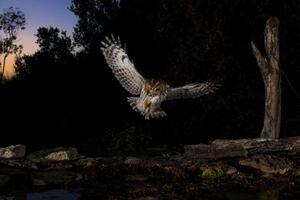 Fotografie de artă Tawny owl flying in the forest at night, Spain, AlfredoPiedrafita, (40 x 26.7 cm)