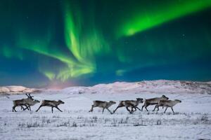 Fotografie Wild reindeer on the tundra on, Anton Petrus