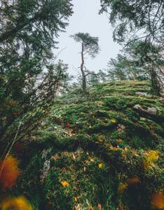 Fotografie Mysterious autumn forest, tree on a, Milamai