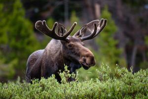 Fotografie A moose moose in the forest,Fort, Hawk Buckman / 500px