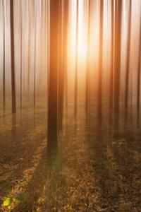 Fotografie Golden Forest, owngarden, (26.7 x 40 cm)