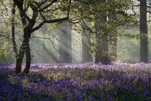 Fotografie de artă Rays of sunlight enter this Bluebell, stevendocwra, (40 x 26.7 cm)