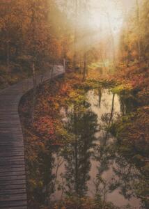 Fotografie de artă Magical forest with sunrise sunbeams lighting, Milamai, (30 x 40 cm)