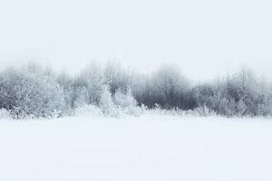 Fotografie Beautiful winter forest landscape, trees covered, Guasor