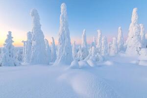 Fotografie Trees covered with snow at dawn,, Roberto Moiola / Sysaworld, (40 x 26.7 cm)