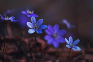 Fotografie Blue anemones on the forest floor, Baac3nes