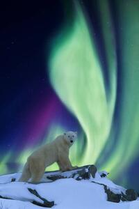 Fotografie Aurora borealis and polar bear, Patrick J. Endres, (26.7 x 40 cm)