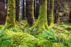 Fotografie Moss and ferns at old forest, Santiago Urquijo