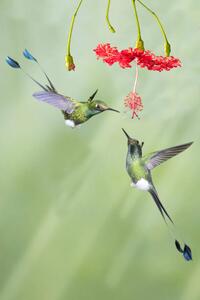 Fotografie Pair of male Booted Rackettail Hummingbirds, Hal Beral