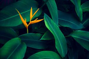 Fotografie tropical leaves colorful flower on dark, sarayut Thaneerat