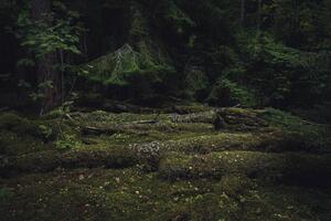 Fotografie de artă Old coniferous forest with moss and, Schon, (40 x 26.7 cm)