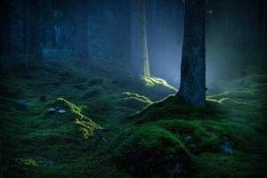 Fotografie de artă Spruce forest with moss at night, Schon, (40 x 26.7 cm)
