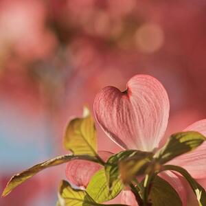 Fotografie Heart bloom, Pamela Long, (40 x 40 cm)
