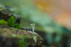 Fotografie de artă moss forest litter macro, fantastic plants., jinjo0222988, (40 x 26.7 cm)