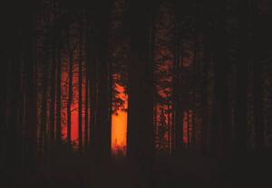 Fotografie de artă Forest Fire, Milamai, (40 x 26.7 cm)