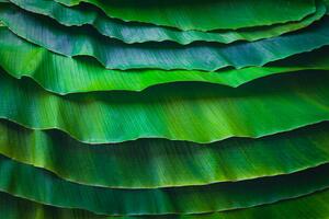 Fotografie Banana leaves are green nature., wilatlak villette, (40 x 26.7 cm)