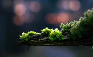 Fotografie de artă close-up of moss on a branch, Alin Boehmer, (40 x 24.6 cm)