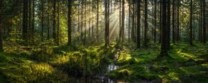 Fotografie de artă Sunlight streaming through forest canopy illuminated, fotoVoyager, (50 x 20 cm)