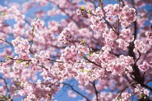 Fotografie Sweet sakura flower in springtime, somnuk krobkum
