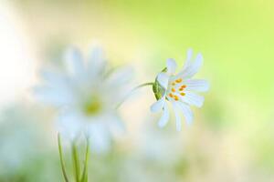 Fotografie de artă Close-up image of the spring flowering, Jacky Parker Photography, (40 x 26.7 cm)