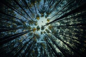 Fotografie Low angle view of trees in forest,Russia, igor kovalev / 500px