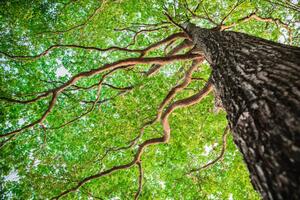 Fotografie New green leaf tree in nature forest, somnuk krobkum