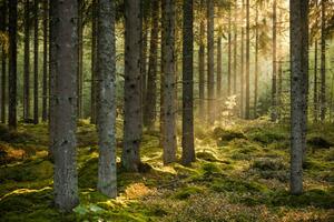 Fotografie de artă Evening sun shining in spruce forest, Schon, (40 x 26.7 cm)
