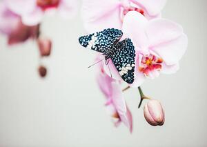 Fotografie Butterfly On Orchid, borchee, (40 x 30 cm)