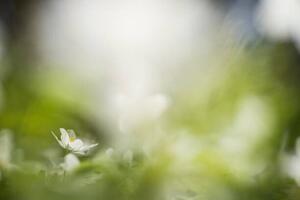 Fotografie white willows in spring in clear, Schon, (40 x 26.7 cm)