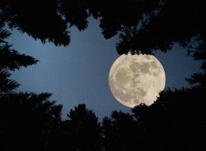 Fotografie de artă Full super moon over forest, Jasmin Merdan, (40 x 30 cm)