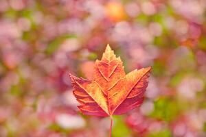 Fotografie de artă Fall leaves, Grant Faint, (40 x 26.7 cm)