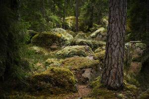 Fotografie de artă Forest environment in a primeval forest, Schon, (40 x 26.7 cm)