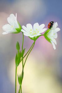 Fotografie de artă Wildflowers, mikroman6, (26.7 x 40 cm)