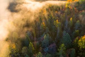 Fotografie de artă Sunrise and morning mist in the forest, Baac3nes, (40 x 26.7 cm)