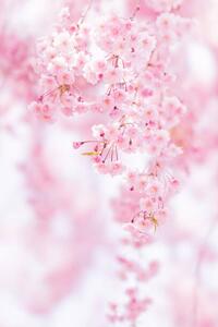 Fotografie de artă Close-up of pink cherry blossom, Yuki Hanayama / 500px, (26.7 x 40 cm)