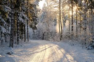 Fotografie de artă Narrow snowy forest road on a sunny winter day, Schon, (40 x 26.7 cm)