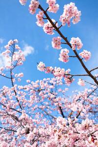 Fotografie de artă Cherry Blossoms, Masahiro Makino, (26.7 x 40 cm)