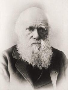 Fotografie Charles Darwin, English School,, (30 x 40 cm)