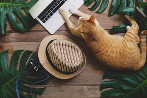 Ilustrație Domestic ginger cat acts as human, Chansom Pantip