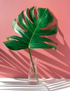 Ilustrare Monstera leaves in glass jug with, HAKINMHAN, (30 x 40 cm)
