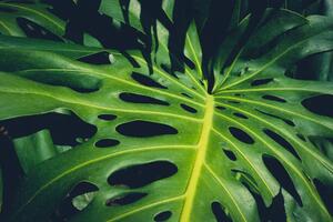 Ilustrație Monstera Philodendron leaves - tropical forest, hanohiki, (40 x 26.7 cm)