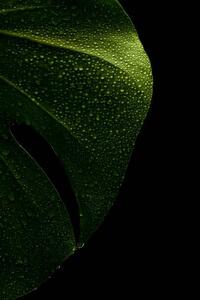 Ilustrație young monstera leaf in droplets of water, Serhii_Yushkov, (26.7 x 40 cm)