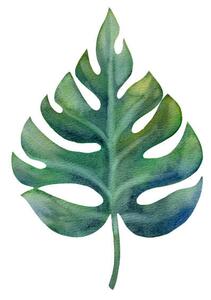 Ilustrație Watercolor green monstera leaf isolated on, Anastasiia Dubitskaia, (40 x 40 cm)