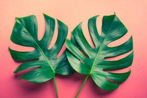 Ilustrare Beautiful monstera leaves on colorful, HAKINMHAN, (40 x 26.7 cm)