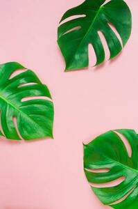 Ilustrare tropical green monstera leaves , branches, IrenaStar, (26.7 x 40 cm)