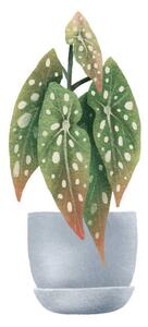 Ilustrație Begonia Maculata, dots. Houseplant in pot., Ilona Myronenko