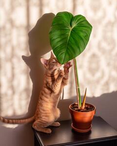 Ilustrare Kitten and indoor plant philodendron, Rhisang Alfarid, (30 x 40 cm)