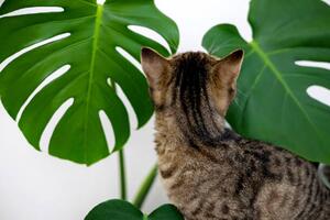 Ilustrație tabby cat kitty playing with monstera, AMphotography