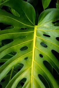Ilustrație Green leaf with holes, Thomas Doering