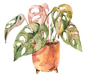 Ilustrare Watercolor indoor plants, monstera urban jungle, Belus, (40 x 40 cm)